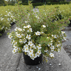 Potentilla Fruticosa 'Abbotswood' (Shrubby Cinquefoil)